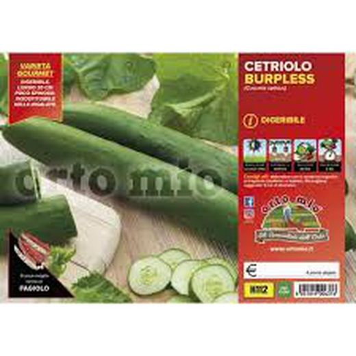 Pepino Largo Burples 4 Plantas En Pack