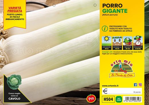 Puerro Gigante Megaton 12 Plantas en Pack