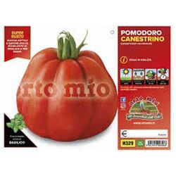 Tomate Canestrino LU 6 Plantas En Pack