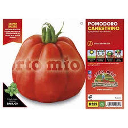 Tomate Canestrino LU 6 Plantas En Pack