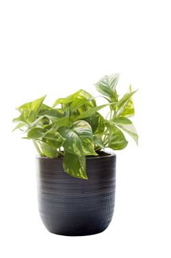 Pothos Colgar C-15