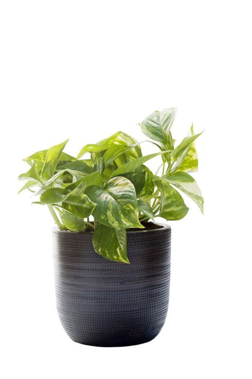 Pothos Colgar C-15