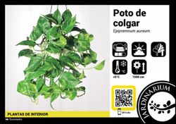 Pothos Colgar C-15