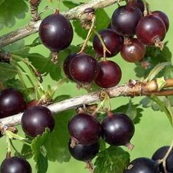 Ribes 'Jostaberry' 70 VK2L