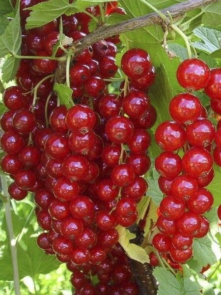 Ribes 'R. Jonkheer Van Tets' 70 VK2L