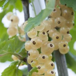 Ribes 'Rubrum (white)' 70 VK2L