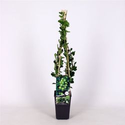 Ribes u.-c. 'Hinnonmäki Grön' 70 VK2L