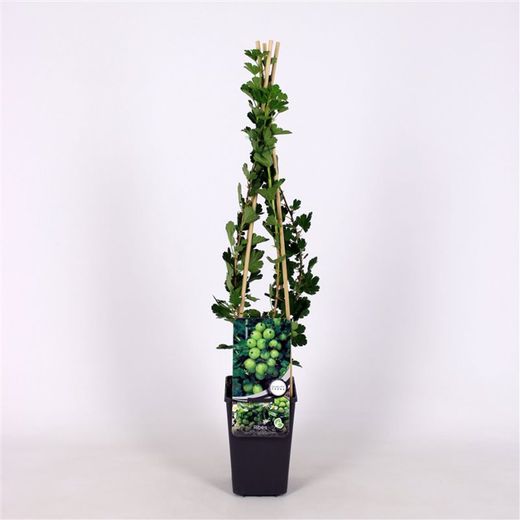 Ribes u.-c. 'Hinnonmäki Grön' 70 VK2L