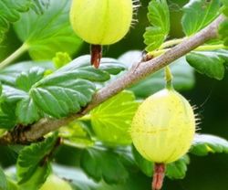 Ribes u.-c. 'Hinnonmäki Grön' 70 VK2L