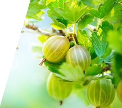 Ribes u.-c. Hinnonmäki Gul 70 VK2L