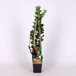 Ribes u.-c. 'Hinnonmäki Röd' 70 VK2L