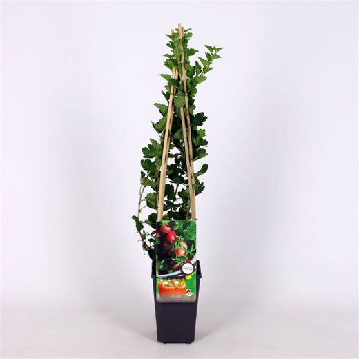 Ribes u.-c. 'Hinnonmäki Röd' 70 VK2L