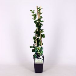 Ribes u.-c. Hinnonmäki White 70 VK2L