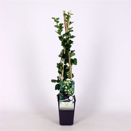 Ribes u.-c. Hinnonmäki White 70 VK2L