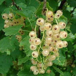 Ribes u.-c. Hinnonmäki White 70 VK2L
