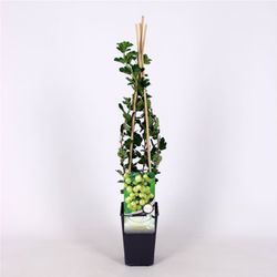 Ribes u.-c. 'Invicta' 70 VK2L