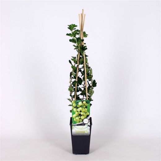 Ribes u.-c. 'Invicta' 70 VK2L