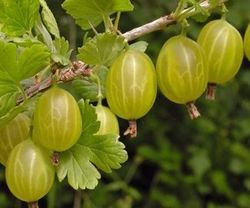 Ribes u.-c. 'Invicta' 70 VK2L