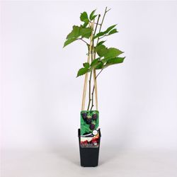 Rubus Boysenberry 70 VK2L