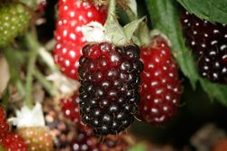 Rubus Boysenberry 70 VK2L