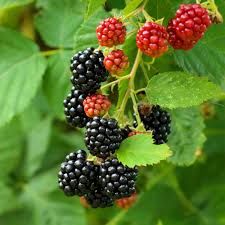 Rubus frut. 'Black Satin' 70 VK2L