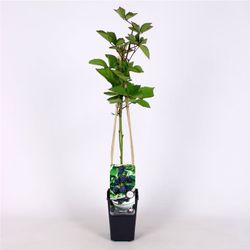 Rubus frut. 'Jumbo' 70 VK2L