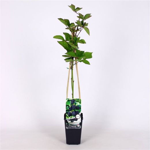 Rubus frut. 'Jumbo' 70 VK2L