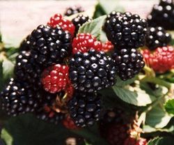 Rubus frut. 'Jumbo' 70 VK2L