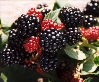 Rubus frut. 'Jumbo' 70 VK2L