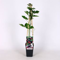 Rubus frut. 'Navaho' 70 VK2L