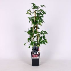 Rubus frut. 'Thornless Evergreen' 70 VK2L