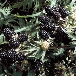 Rubus frut. 'Thornless Evergreen' 70 VK2L