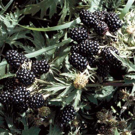 Rubus frut. 'Thornless Evergreen' 70 VK2L