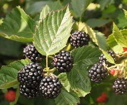 Rubus frut. 'Triple Crown' 70 VK2L