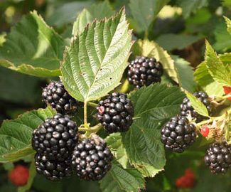 Rubus frut. 'Triple Crown' 70 VK2L