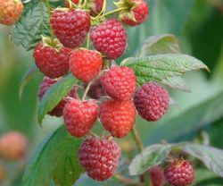 Rubus idaeus 'Autumn Bliss' 70 VK2L