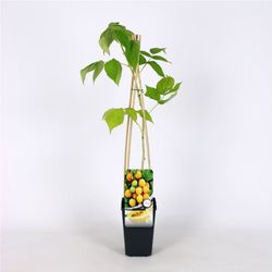 Rubus idaeus 'Fallgold' 70 VK2L