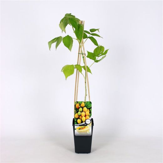 Rubus idaeus 'Fallgold' 70 VK2L