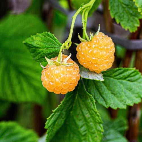 Rubus idaeus 'Fallgold' 70 VK2L