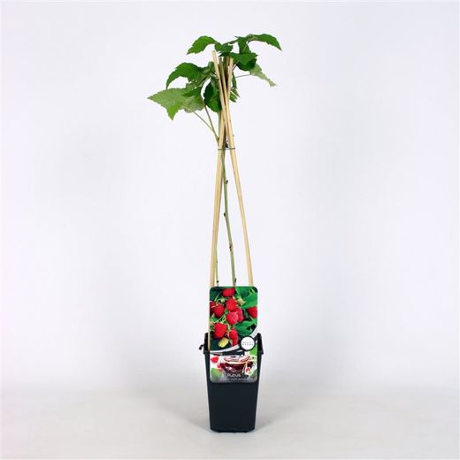 Rubus idaeus 'Glen Ample' 70 VK2L