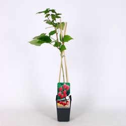 Rubus idaeus 'Héritage' 70 VK2L