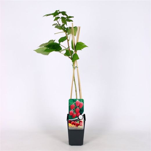 Rubus idaeus 'Héritage' 70 VK2L