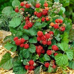 Rubus idaeus 'Héritage' 70 VK2L