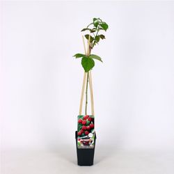 Rubus idaeus 'Ottawa' 70 VK2L