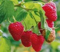 Rubus idaeus 'Ottawa' 70 VK2L