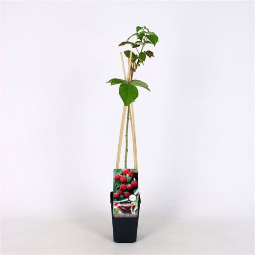 Rubus idaeus 'Tulameen' 70 VK2L