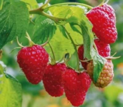 Rubus idaeus 'Tulameen' 70 VK2L