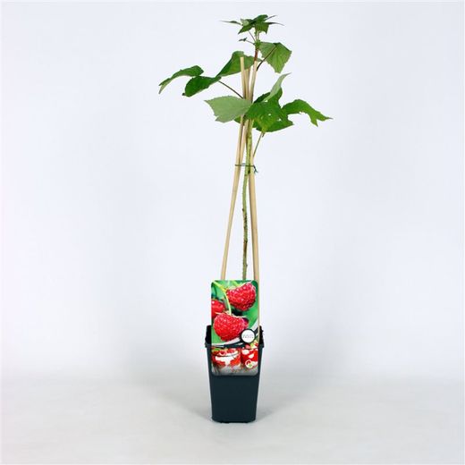 Rubus idaeus 'Zeva' 70 VK2L