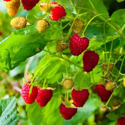 Rubus idaeus 'Zeva' 70 VK2L