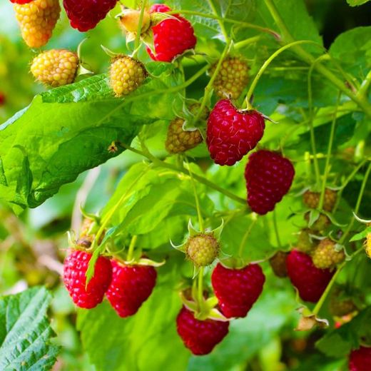 Rubus idaeus 'Zeva' 70 VK2L